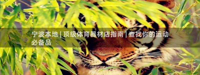 杏宇娱乐软件下载：宁波本地 | 顶级体育器材店指南 